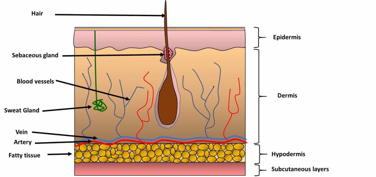 Epidermal Cells A Complete Overview Microscope Clarity