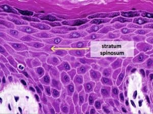 Epidermal Cells: A Complete Overview – Microscope Clarity