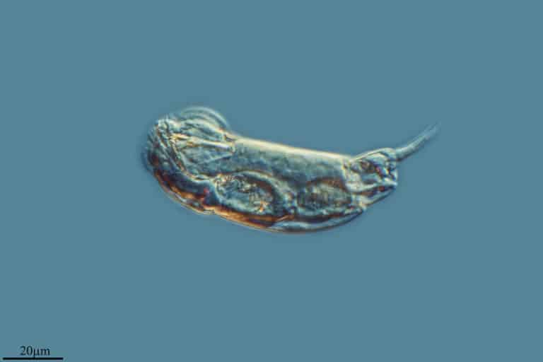 Rotifers Structure Characteristics And Classification Microscope rotifers-structure-characteristics-and-classification-microscope