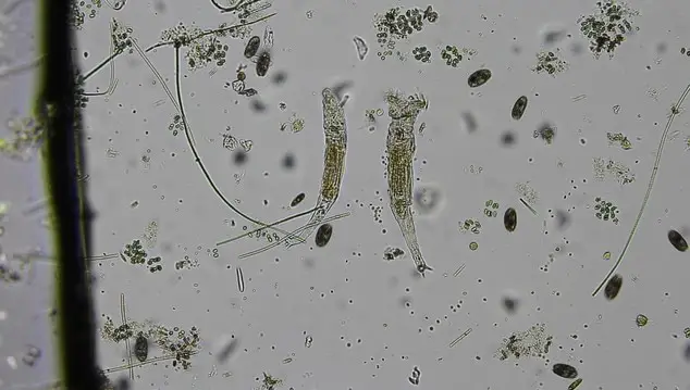Rotifers Structure Characteristics And Classification Microscope 