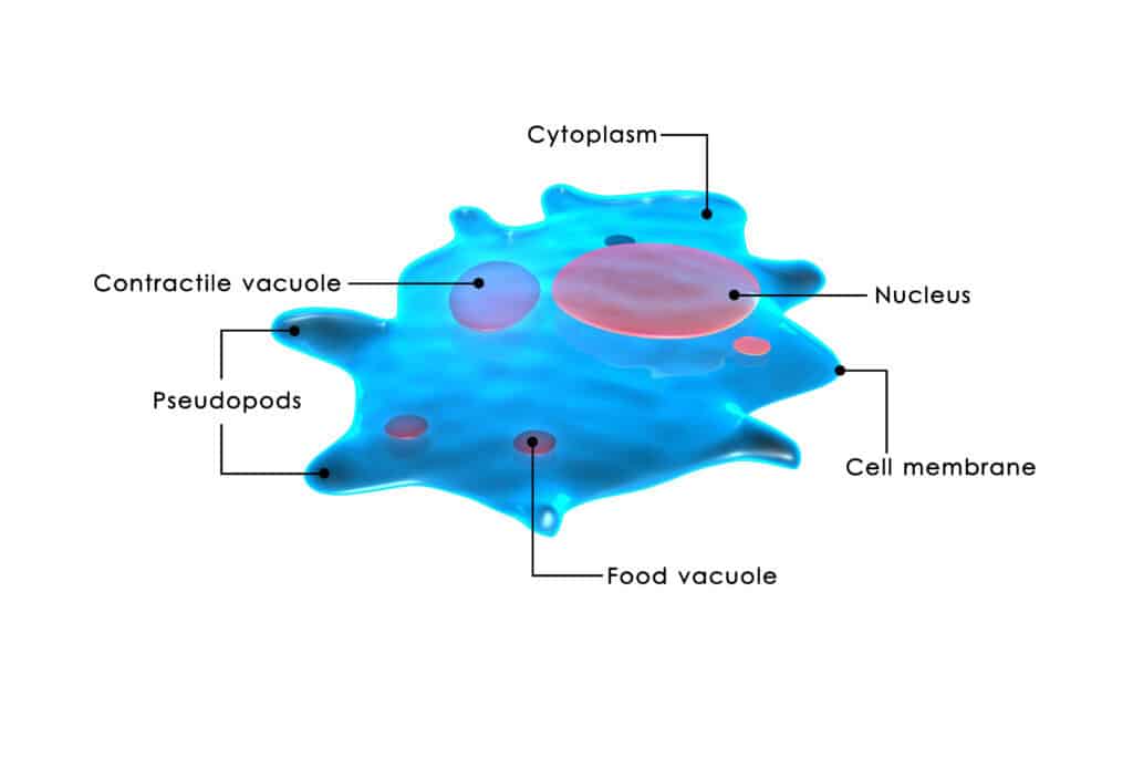 how-does-an-amoeba-obtain-its-food-tutorix