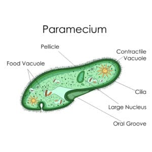 What is a Contractile Vacuole? – Microscope Clarity