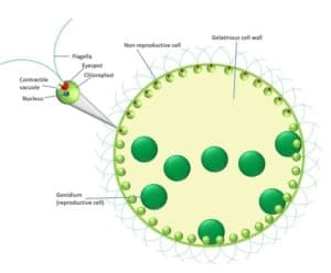 Parts Of A Volvox