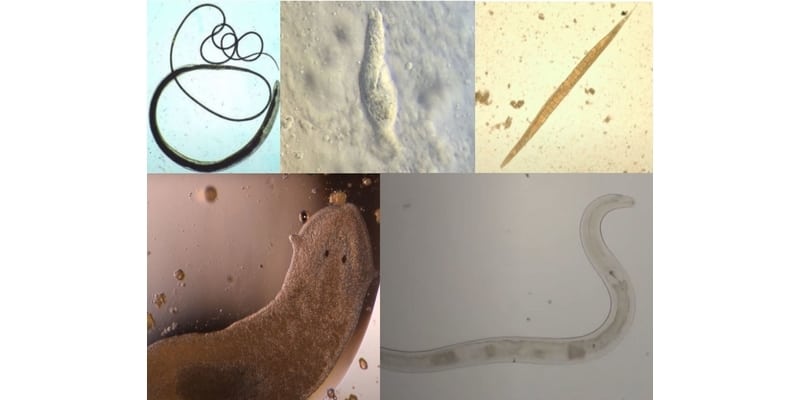 Are ascaris worms helminths, Parasitic Helminths